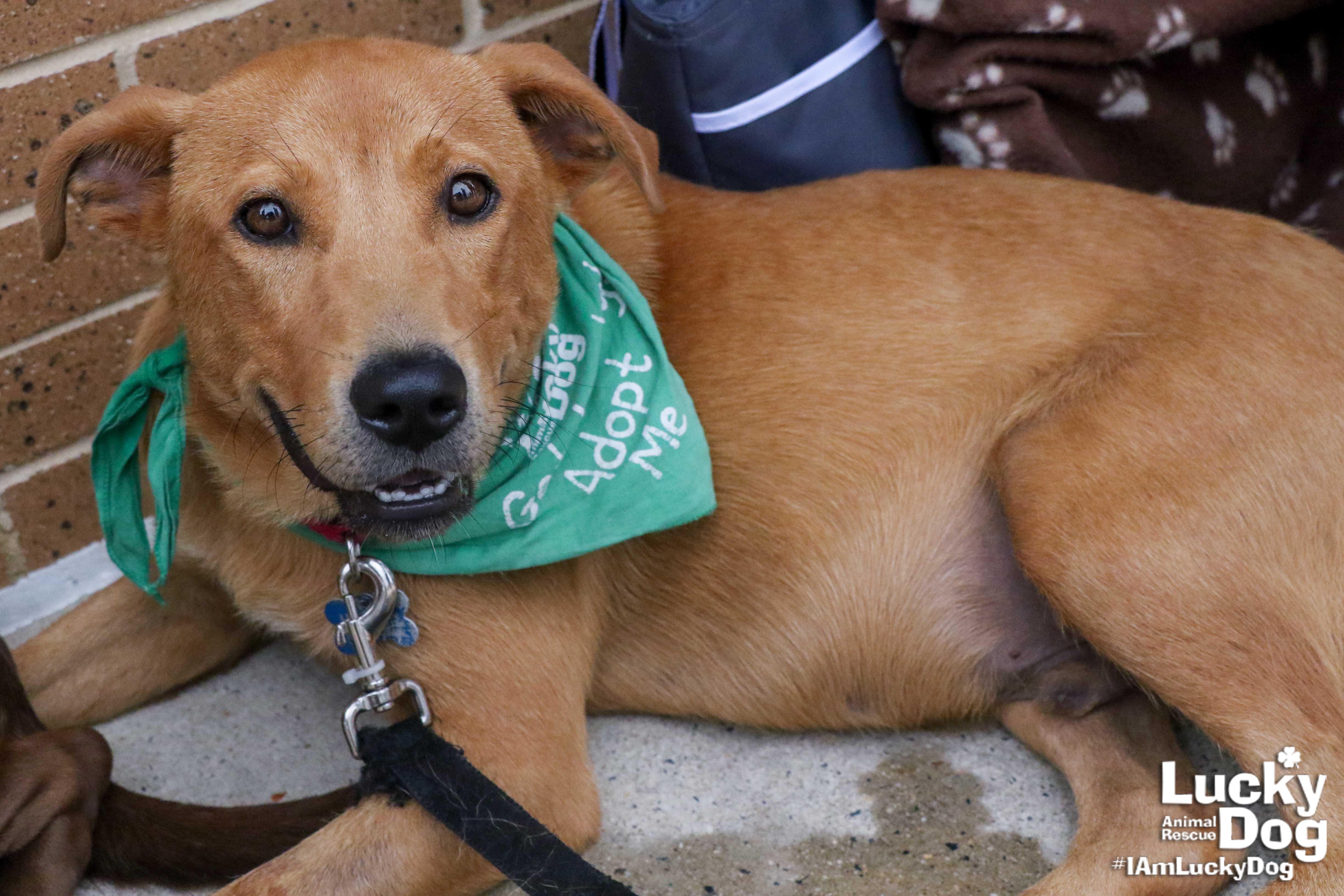 RUFFined Spotlight Lucky Dog edition DC Refined