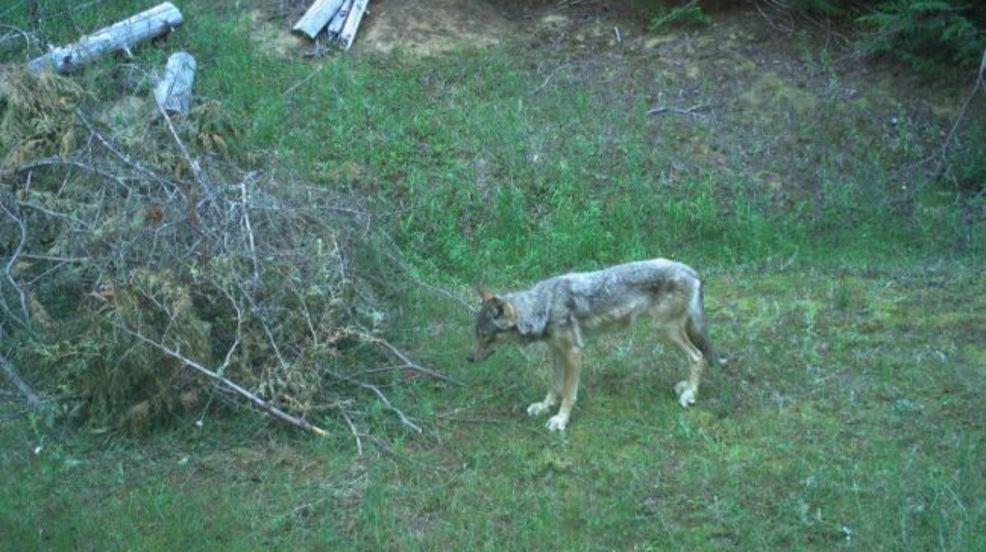 Game cameras took 11 million photos of wolves in Idaho for new