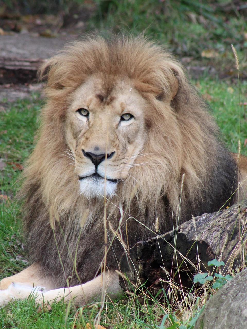 John Ball Zoo To Host Lion Conservation Event To Coincide With