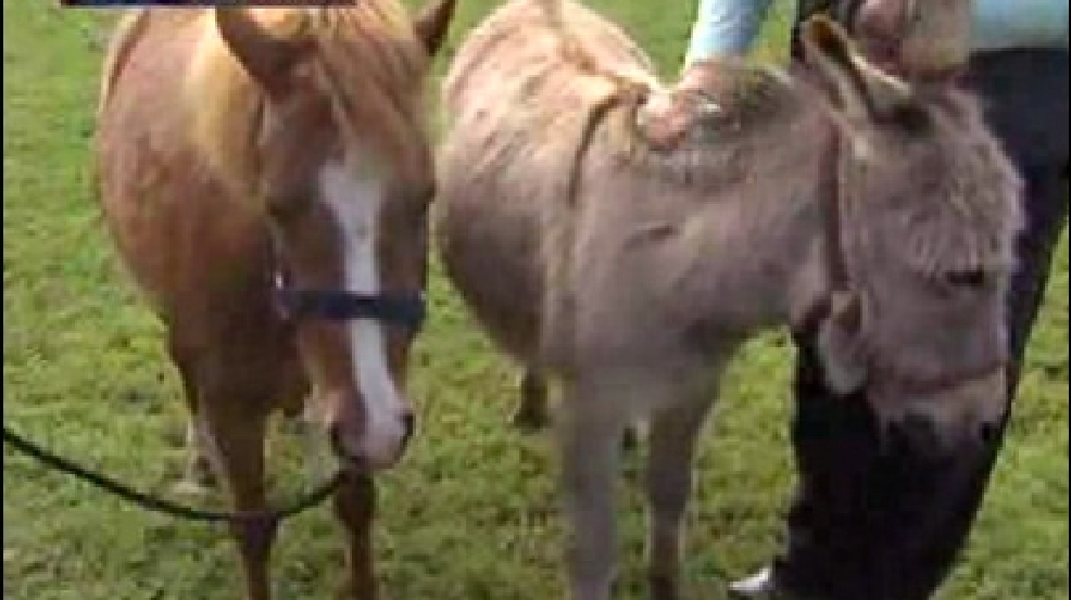 130417_donkey_pets.jpg