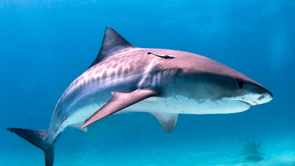 Florida beach closed after 2 shark bites in 5 minutes WBFF
