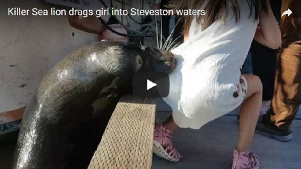 VIDEO Sea Lion Drags Unsuspecting Girl Into Water KUTV